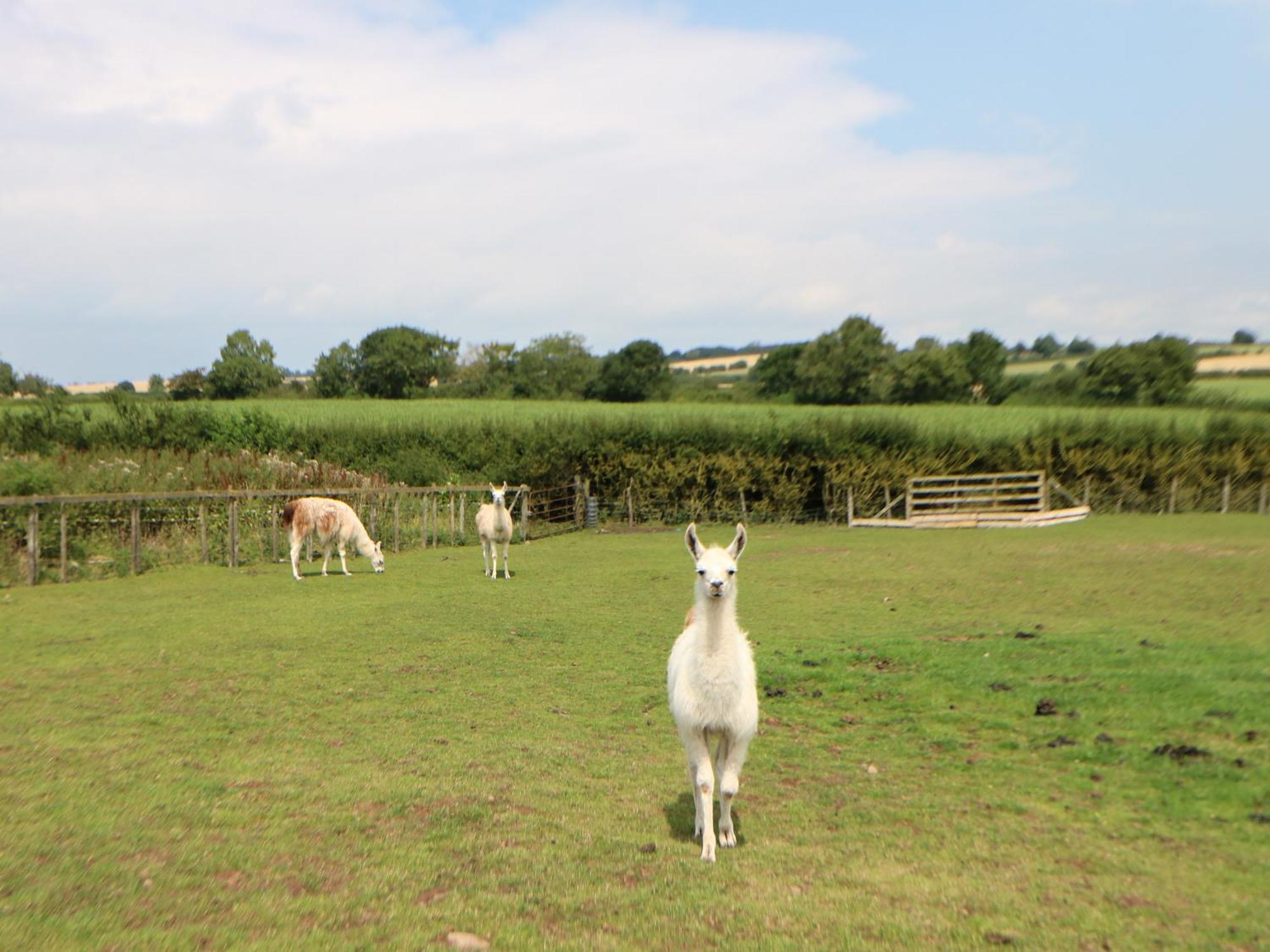 ノーサラートン Cornfieldヴィラ エクステリア 写真