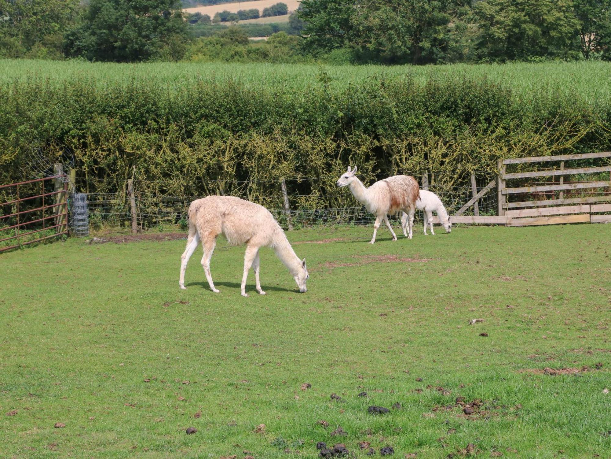 ノーサラートン Cornfieldヴィラ エクステリア 写真